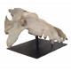 archaeotherium mortoni (skull)