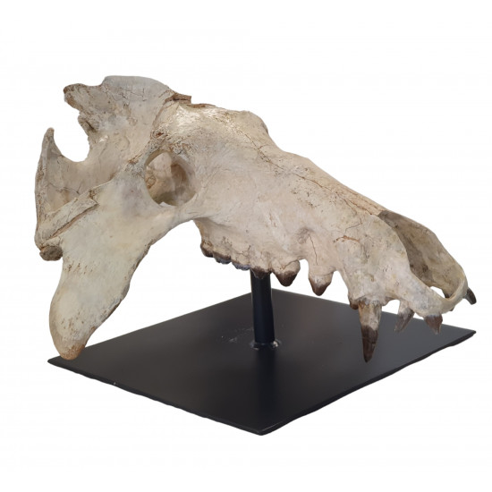 archaeotherium mortoni (skull)