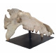 archaeotherium mortoni (skull)
