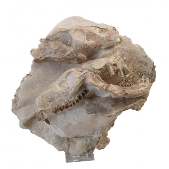 Merycoidodon culbertsoni (double skull)