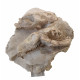Merycoidodon culbertsoni (double skull)