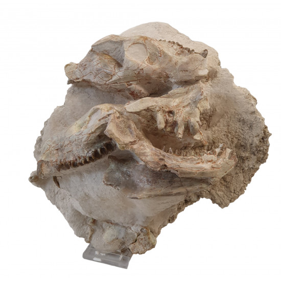 Merycoidodon culbertsoni (double skull)