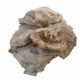 Merycoidodon culbertsoni (double skull)