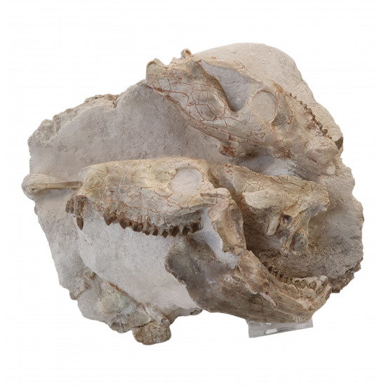 Merycoidodon culbertsoni (double skull)