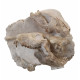 Merycoidodon culbertsoni (double skull)