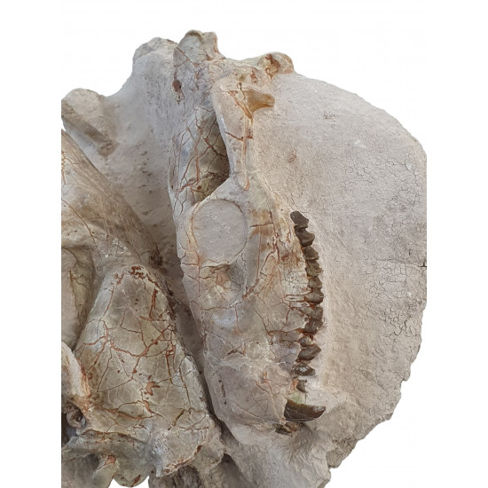 Merycoidodon culbertsoni (double skull)