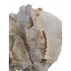 Merycoidodon culbertsoni (double skull)