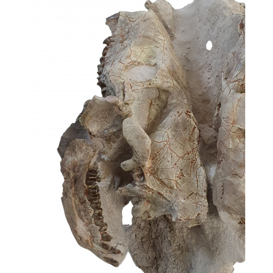 Merycoidodon culbertsoni (double skull)