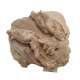Merycoidodon culbertsoni (double skull)