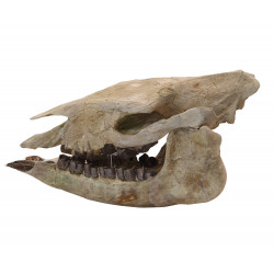 Trigonias osborni skull