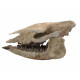 Trigonias osborni skull