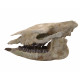 Trigonias osborni skull