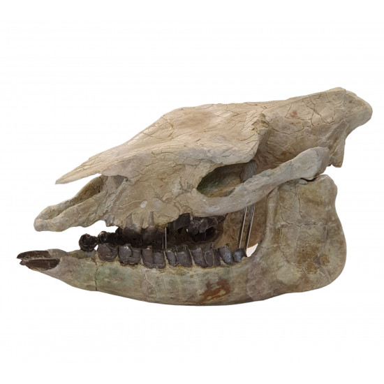Trigonias osborni skull