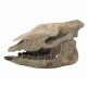 Trigonias osborni skull