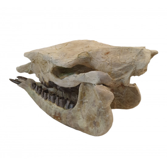 Trigonias osborni skull