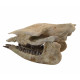 Trigonias osborni skull