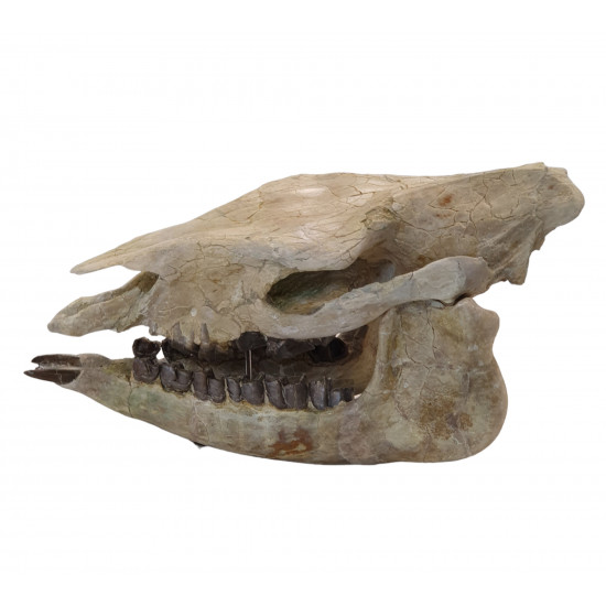 Trigonias osborni skull