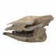 Trigonias osborni skull