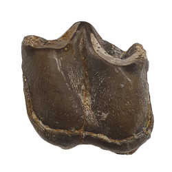 Bronthotherium megaceratops tooth