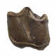 Bronthotherium megaceratops tooth