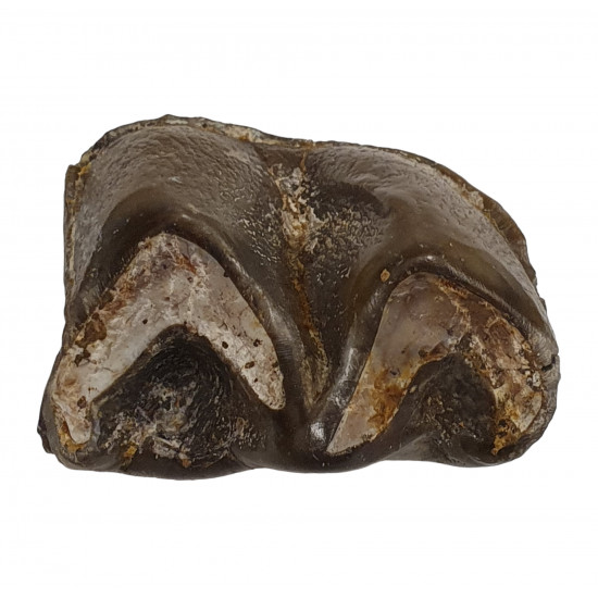 Bronthotherium megaceratops tooth