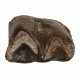 Bronthotherium megaceratops tooth