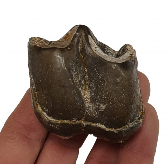 Bronthotherium megaceratops tooth