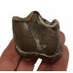 Bronthotherium megaceratops tooth