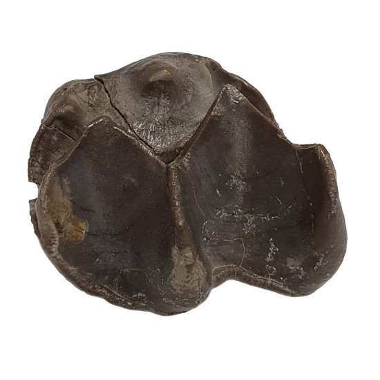 Bronthotherium megaceratops tooth