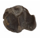 Bronthotherium megaceratops tooth