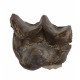 Bronthotherium megaceratops tooth