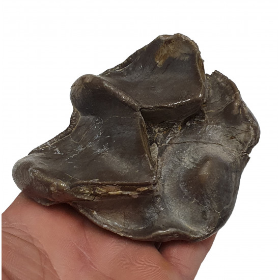 Bronthotherium megaceratops tooth