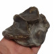 Bronthotherium megaceratops tooth