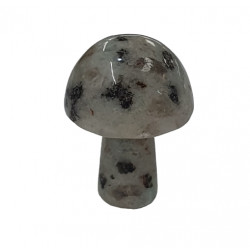 champignon jaspe kiwi