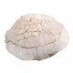 stylemys nebraskensis (tortue)