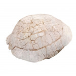 stylemys nebraskensis (tortue)