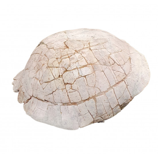 stylemys nebraskensis (tortue)