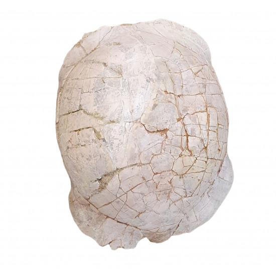 stylemys nebraskensis (tortue)