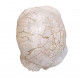 stylemys nebraskensis (tortue)