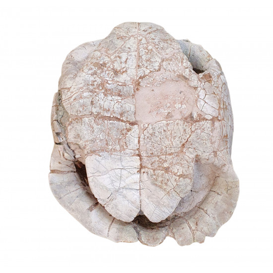 stylemys nebraskensis (tortue)