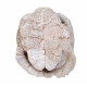 stylemys nebraskensis (tortue)
