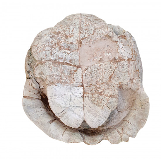 stylemys nebraskensis (tortue)