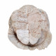 stylemys nebraskensis (tortue)