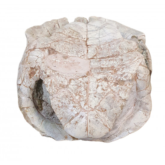 stylemys nebraskensis (tortue)