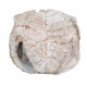 stylemys nebraskensis (tortue)