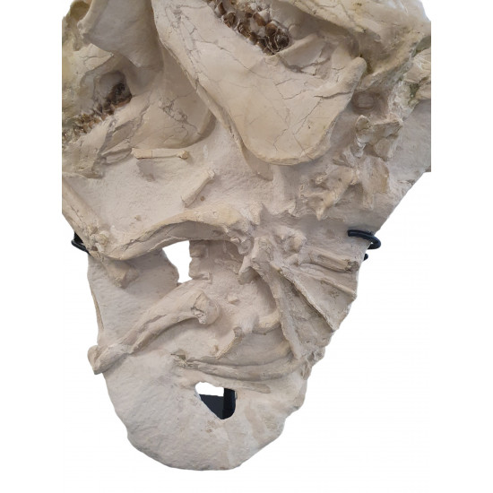 Perchoerus platyops (double crane et squelette)