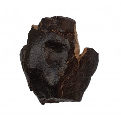 meteorite NWA chondrite
