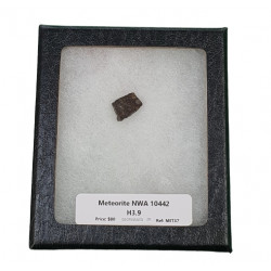 meteorite NWA10442