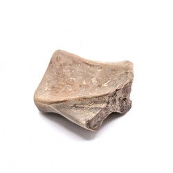 triceratops horridus (tooth)