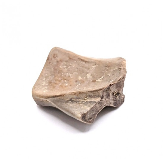 triceratops horridus (tooth)